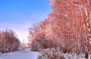 Отблески заката на покрытых инием берёзах / Отблески заката на покрытых инием берёзах