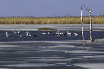 &nbsp; / These swans and geese were returning late winter, early spring