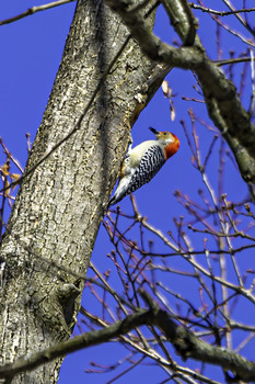 &nbsp; / This Red-bellied woodpecker was high in a tree building its home for the season