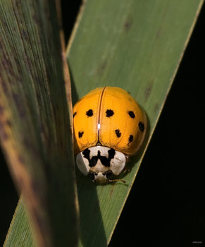 &nbsp; / 19-точечная (Азиатская) коровка (Harmonia axyridis)