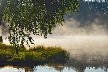 Утро туманное.................. / Петербург. Юкки. Август