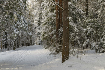 Прогулка по зимнему лесу / Погожий зимний день, прогулка приносит большое удовольствие