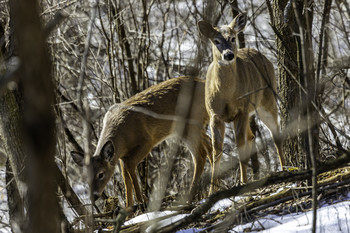 &nbsp; / These two young deer were just hanging out looking for something to eat