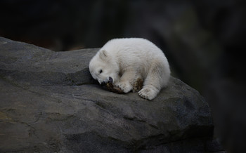 &nbsp; / Eisbären Baby in Schönbrunn