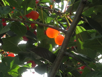 Bright berries / Bright berries