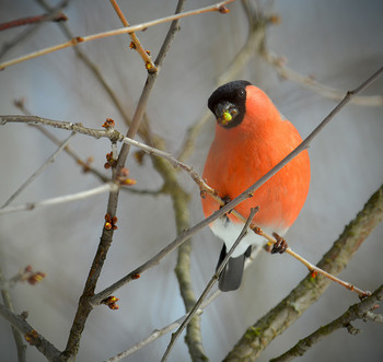 Завтрак снегиря / ...