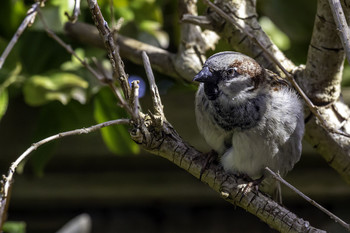 &nbsp; / This sparrow in a bush in my garden sure looks pretty