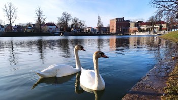 Неразлучная пара. / На озере Поплавок в Калининграде живёт эта неразлучная пара.