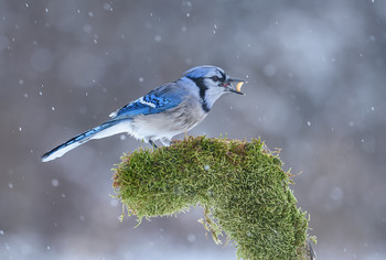 Blue jay / Голубая сойка