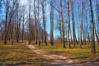 тропинки весны / весенняя роща