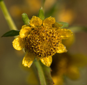 &nbsp; / Череда поникшая (Bidens cernua L.)