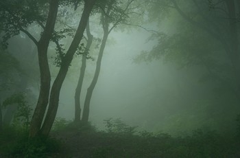 Утро / В туманном лесу