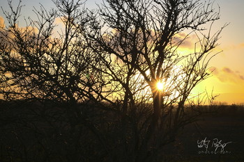 &nbsp; / Büsche am Sonnenuntergang