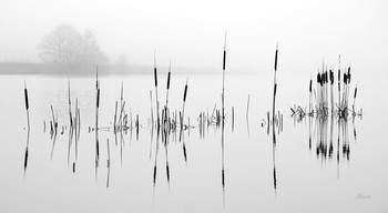 Музыка на воде. / Пасмурное, туманное утро на озере Сосновое.