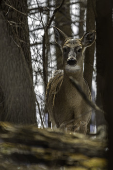  / This Momma deer was keeping its eyes on me and its baby