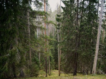 по Карельской тайге / по Карельской тайге