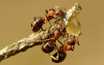 На троих. / Весенние муравьи.