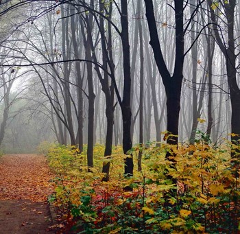 осеннее утро / Осень.Парк.Туман.