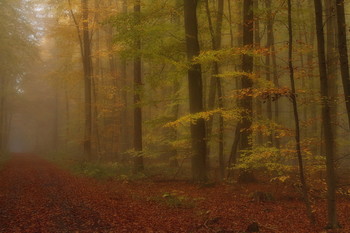 Осень еще вернётся .. / Осенний лесной пейзаж . Зарисовка .