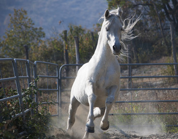 &nbsp; / White Horse