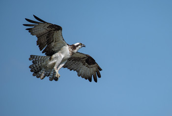 Osprey~ Скопа / Скопа очень древний вид, по крайней мере, 11 миллионов лет, и он настолько хорошо приспособлен к лову рыбы, что развил уникальные характеристики, которые отличают его от других видов хищных. Они включают ноздри, которые могут быть закрыты во время погружений, и внешний коготь, который можно отклонить назад, чтобы лучше схватить и удерживать рыбу.