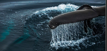 УХОДЯ В ГЛУБЬ ОКЕАНА / Гренландский голубойкит. Атлантический океан