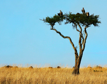 ГРИФЫ АФРИКАНСКАЯ САВАННА / Кения Национальный парк Масаи Мара