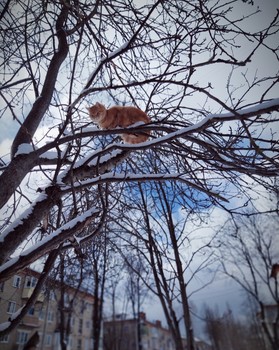 Мартовский кот над городом / Март, весна, рыжий кот