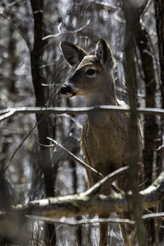  / This yearling deer was keeping its eyes on mom