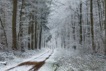 Уходящий снег ... / Зимний лесной пейзаж .