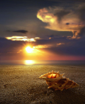 &nbsp; / Conchiglia sulla spiaggia del Salento in Italia.