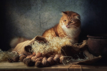 Кот и орехи / Предметная композиция с орехами и "помогатором" котом :)