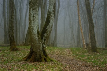 Весеннее утро / Туманный лес
