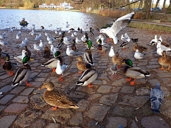 Птицы / Птичий базар. 
Альбом &quot;Птицы&quot;
http://fotokto.ru/id156888/photo?album=66725
Необыкновенно красивое место отдыха в Гамбурге Harburger Stadtpark &amp; Außenmühlenteich. Это искусственное озеро в районе Гамбург-Хагбург (Hamburg-Harburg) длиной около 1 км и шириной 250 метров. На южном и западном берегах озера находится гороской парк района Харбург, на восточном берегу озера раскинулся роскошный развлекательный комплекс MidSommerland с бассейнами, кафе, местом для гриля. Вокруг озера &quot;дорога здоровья&quot; для любителей бега, пеших и велосипедных прогулок составляет 5 км. Чайки, лебеди, гуси, канадские казарки, камышницы и лысухи обитают на этом озере. Подробнее в моем блоге: http://fotokto.ru/blogs/aussenmhlenteich-hamburg-harburg-32611.html

https://www.youtube.com/watch?v=cX90GjJAfHA

https://www.youtube.com/watch?v=jbG7j-3WUNs
 Слайд-шоу &quot;Лебеди&quot;

https://www.youtube.com/watch?v=CAeNjlhBcFc&amp;t=10s

Слайд-шоу &quot;Птицы&quot;

https://www.youtube.com/watch?v=b5vziYLabQ4&amp;t=14s