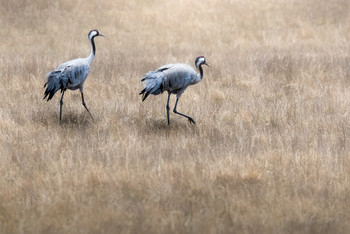 &nbsp; / Two cranes in a field photographed on march 2020