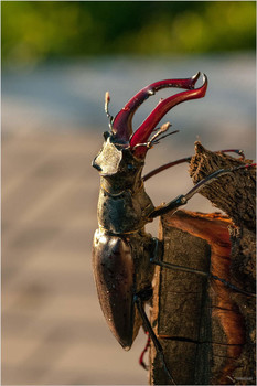 Вертикаль / Жук-олень (Lucanus cervus)