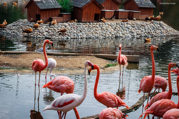 Розовый фламинго... / Розовый фламинго — самый распространённый вид фламинго. Также это единственный вид фламинго, обитающий на территории бывшего Советского Союза, в казахстанских озёрах Тенгиз, Челкартенгиз и Ащитастысор.