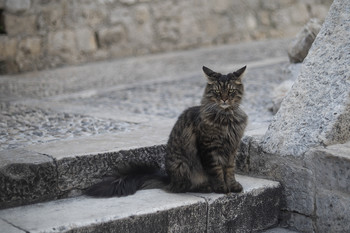 Кот в городе / кот в старом городе Дубровника.