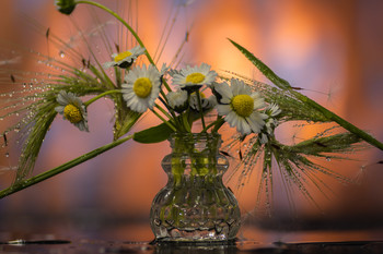 &nbsp; / Grupo de flores silvestres en cuarentena.