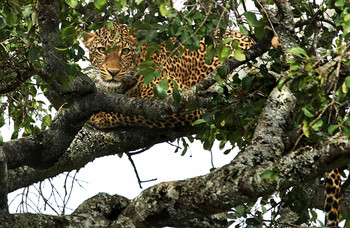 ЗАГНАННАЯ ЛЬВАМИ / ЛЕОПАРД. КЕНИЯ. АФРИКАНСКАЯ САВАННА