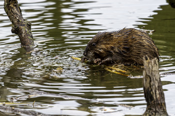 &nbsp; / This muskrat was just hanging out eating and I enjoyed every minute