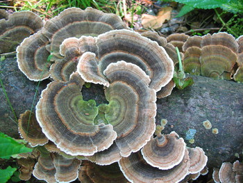 В той или иной форме / Гриб. Трутовик.