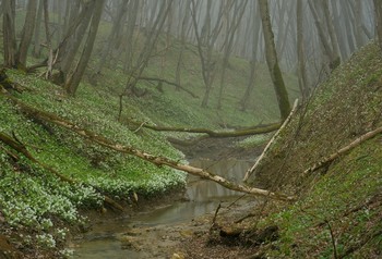 Весеннее утро / Ставропольский лес