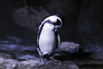Застенчивый пингвин / Океанариум. Пингвин
