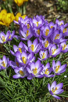 &nbsp; / These purple crocus looked so gorgeous in my garden