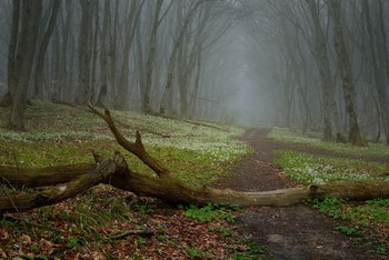 В лесу / Туманное утро