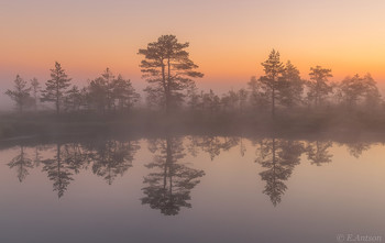 На болоте перед рассветом / Эстония