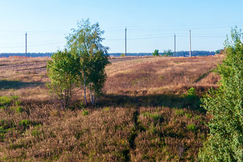 Полюшко-поле / Поле и деревья освещены утренним осенним солнцем