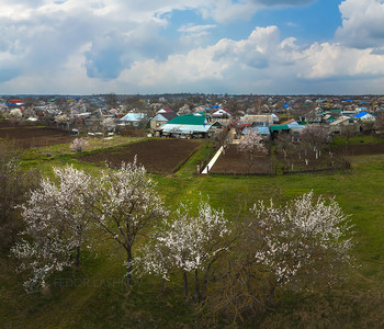 Весна на Ставрополье / Зацвели фруктовые деревья. Зазеленела трава. Жизнь продолжается. 
Конец марта, 2020. Кочубеевский район, село Ивановское. 
Из фотопроекта «Открывая Ставрополье».