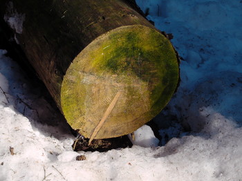 Март / 2020-03-23-032-C0-100(80)+S